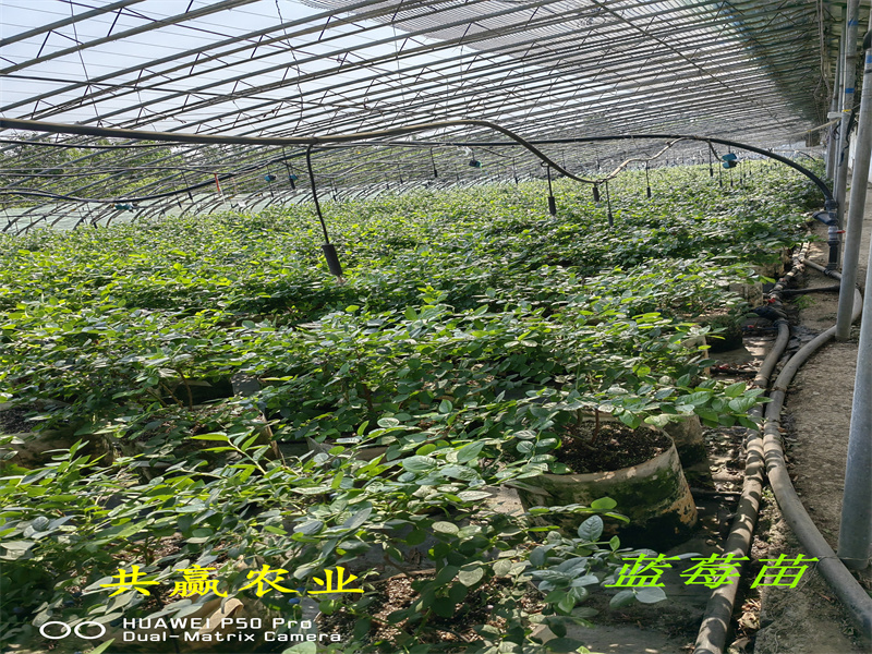 2-3年挂果蓝莓苗—新品种蓝莓苗品种特性