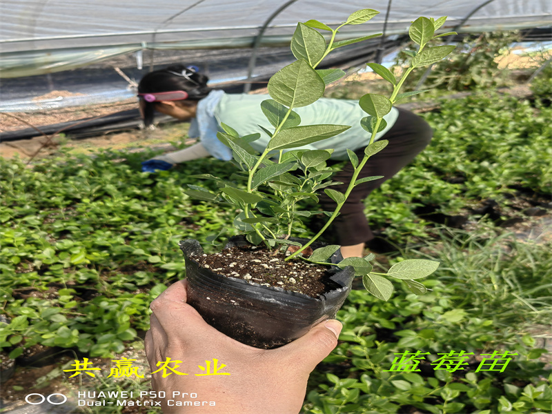湖南L25蓝莓苗丨新品种蓝莓苗