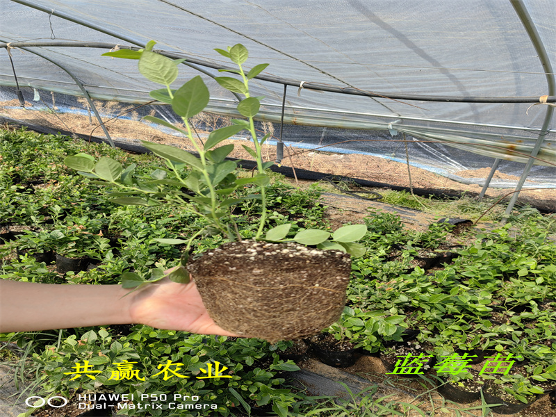 内蒙古包头新品种蓝莓苗生长习性