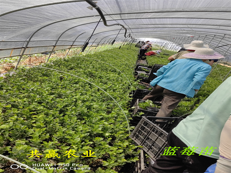 福建泉州新品种蓝莓苗适合哪里种植