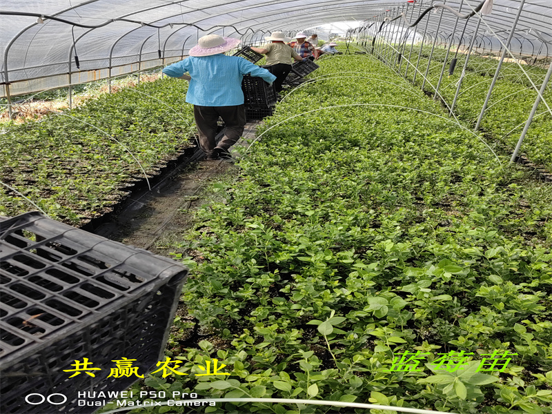 福建L25蓝莓苗生长要求丨蓝莓苗基地