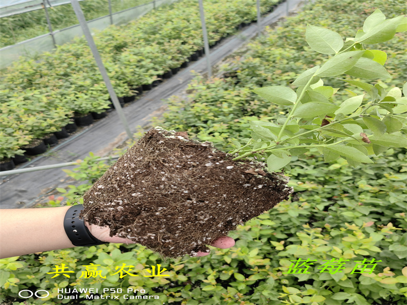 组培春高蓝莓苗丨2-3年春高蓝莓苗栽培技术