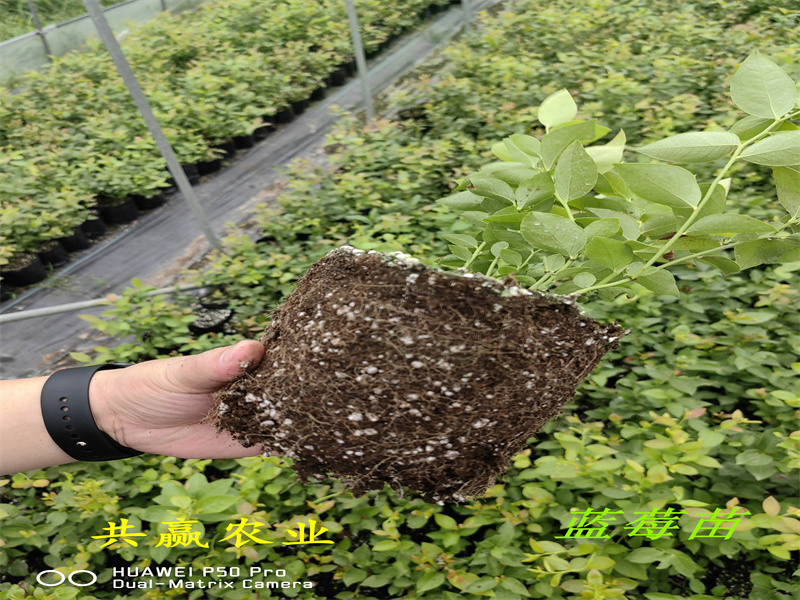 2-3年大棚蓝莓苗—新品种蓝莓苗生长习性