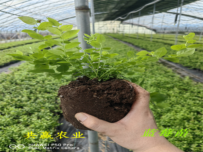 上海L蓝莓苗丨新品种蓝莓苗