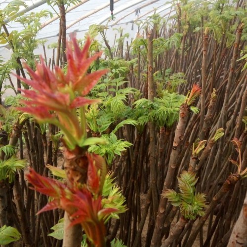 反季节大棚香椿苗。红香椿树苗优质种苗繁育中心