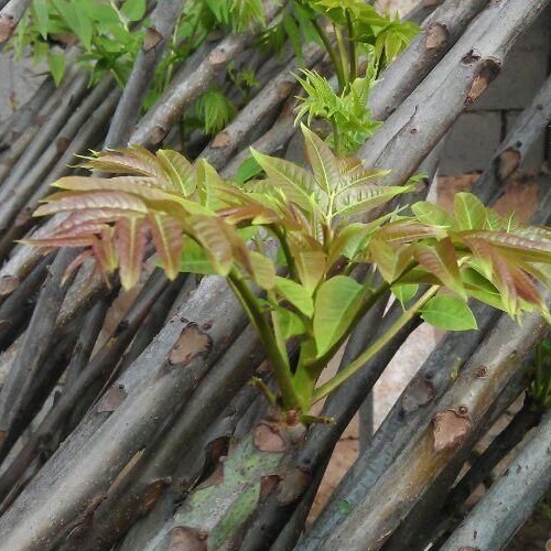红芽绿香椿树苗图片
