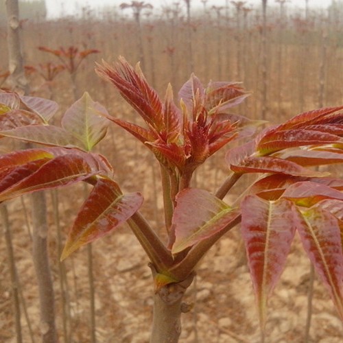 丽水红叶椿树苗露天种植技术