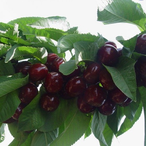 吉塞拉矮化大樱桃苗俄罗斯八号樱桃苗一亩地种植多少株