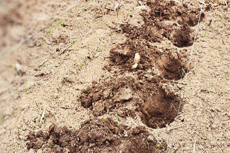 江门市土壤成分检测 土壤理化检测