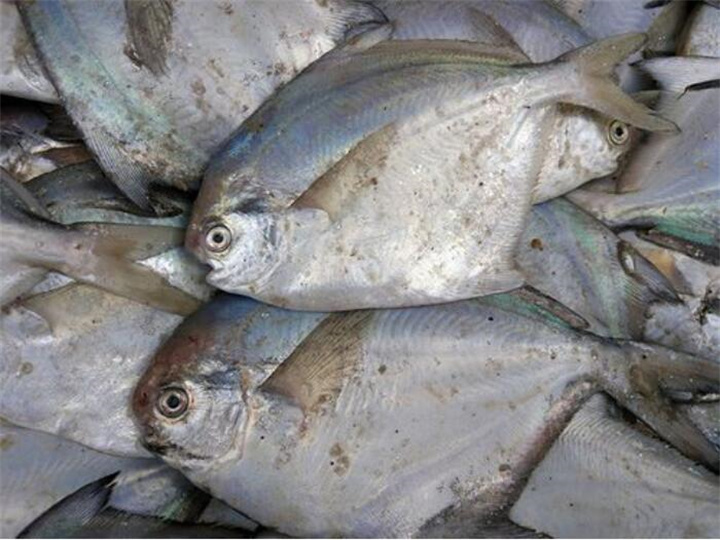 广州市冰冻鱼类检测 肉制品添加剂检测