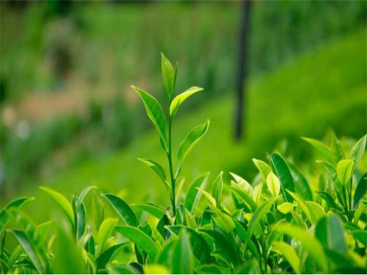 东莞市谷物类饮料检测 茶叶质检报告办理