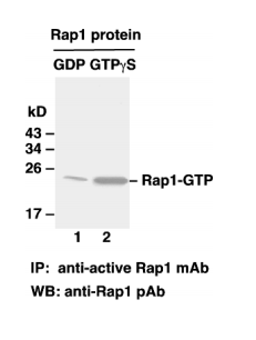 rap1 activation assay kit