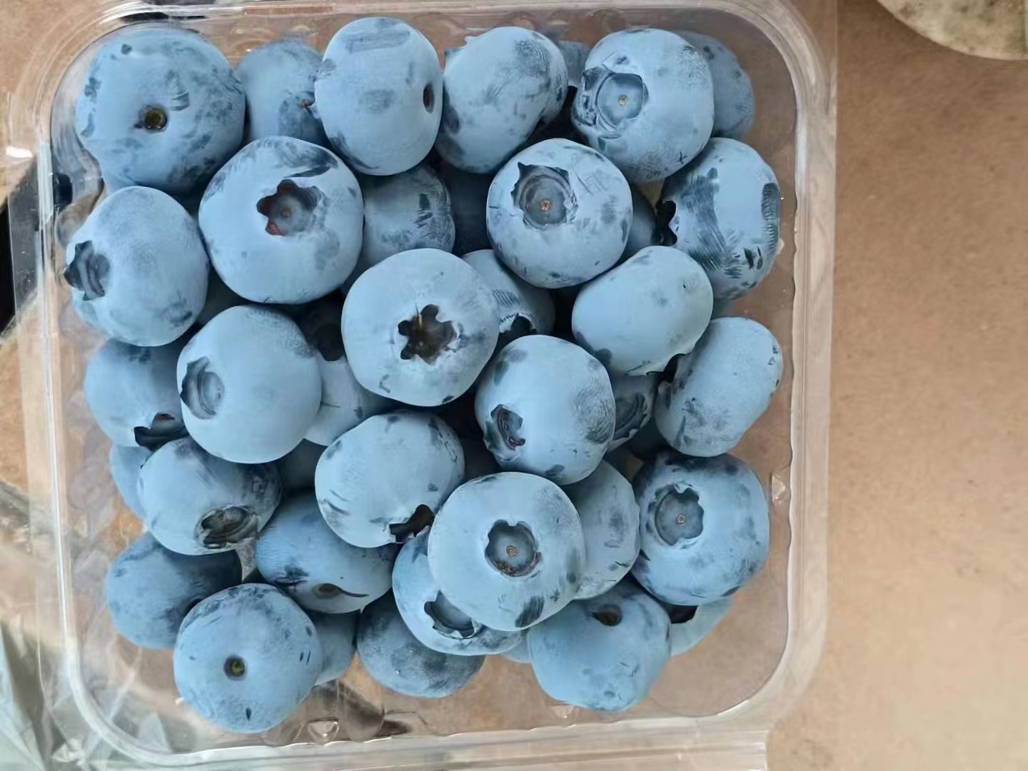 奥尼尔蓝莓苗浙江怎么生长