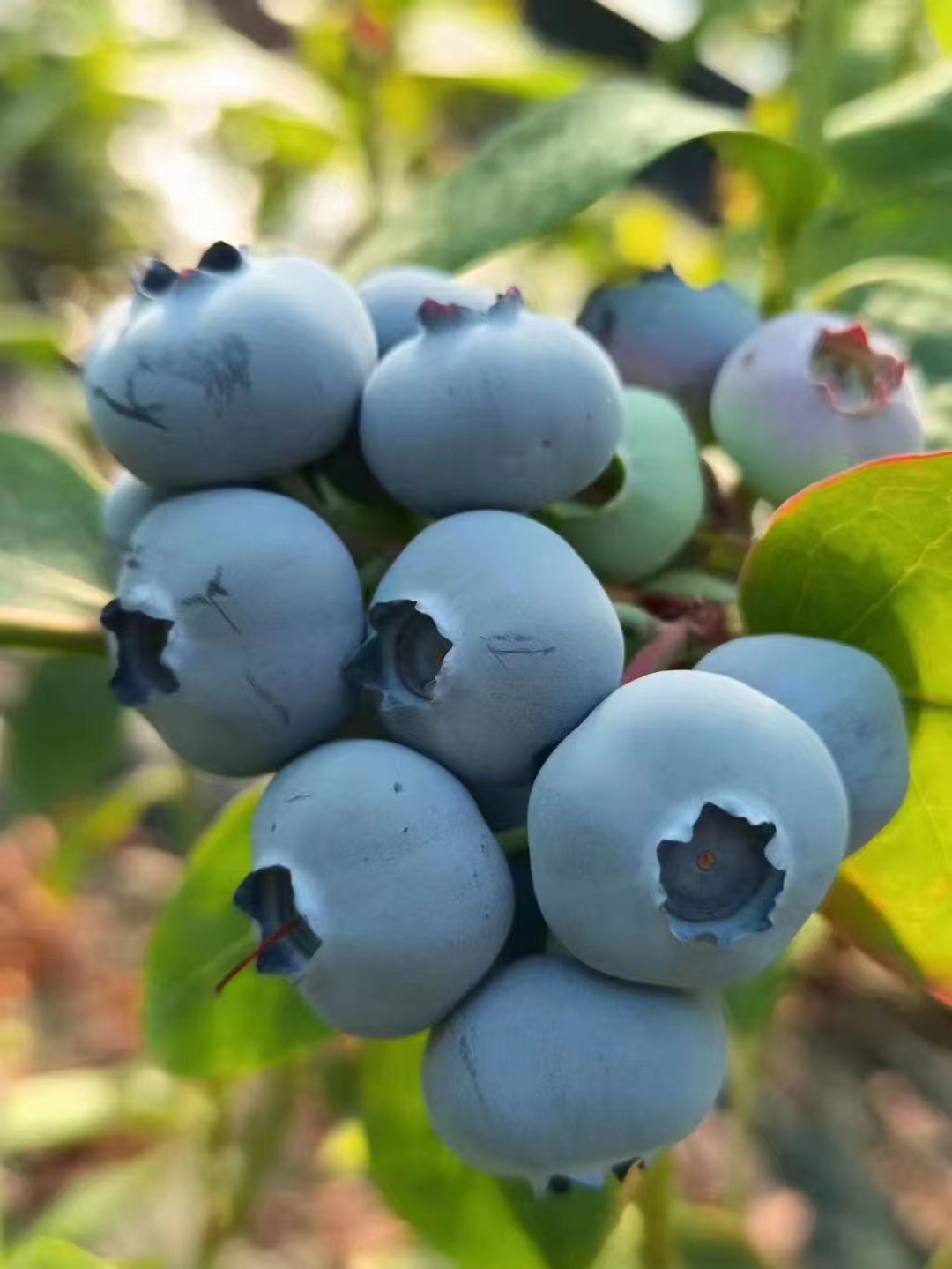 25蓝莓苗适合广东种植吗