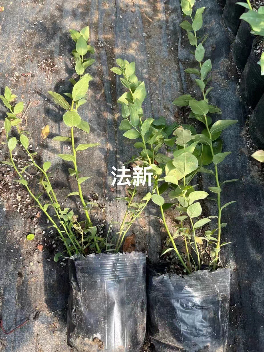 绿宝石蓝莓苗适合浙江种植吗