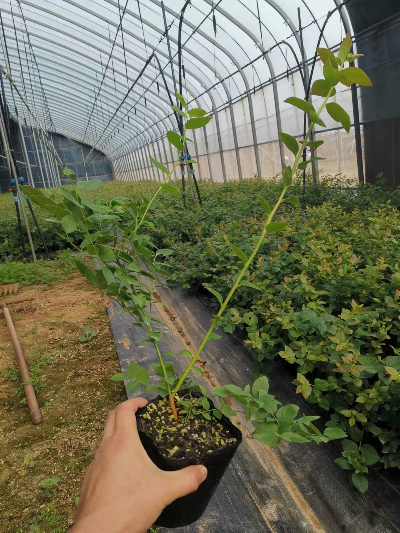 25蓝莓苗适合广东种植吗