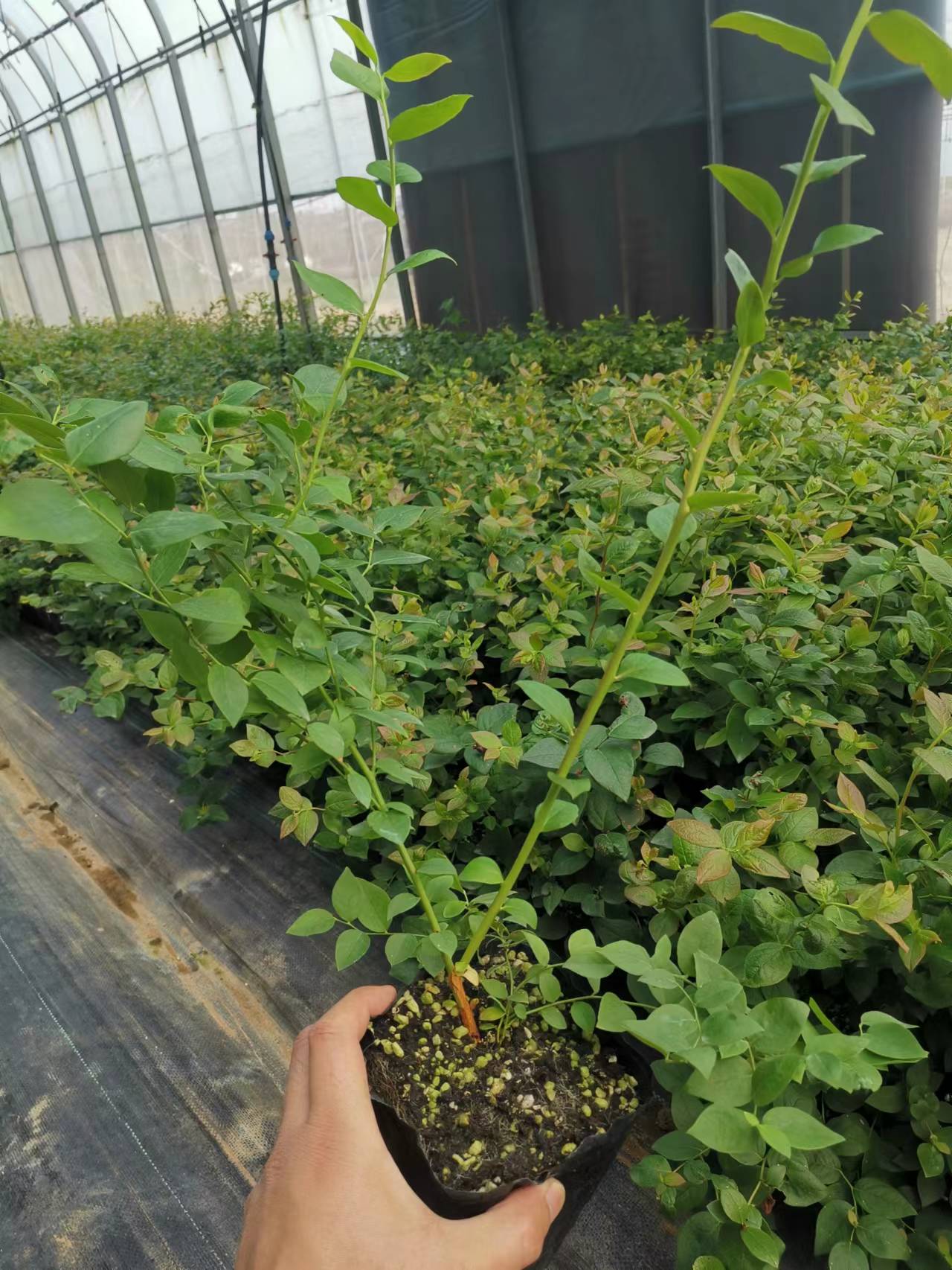 优瑞卡蓝莓苗适合浙江种植吗