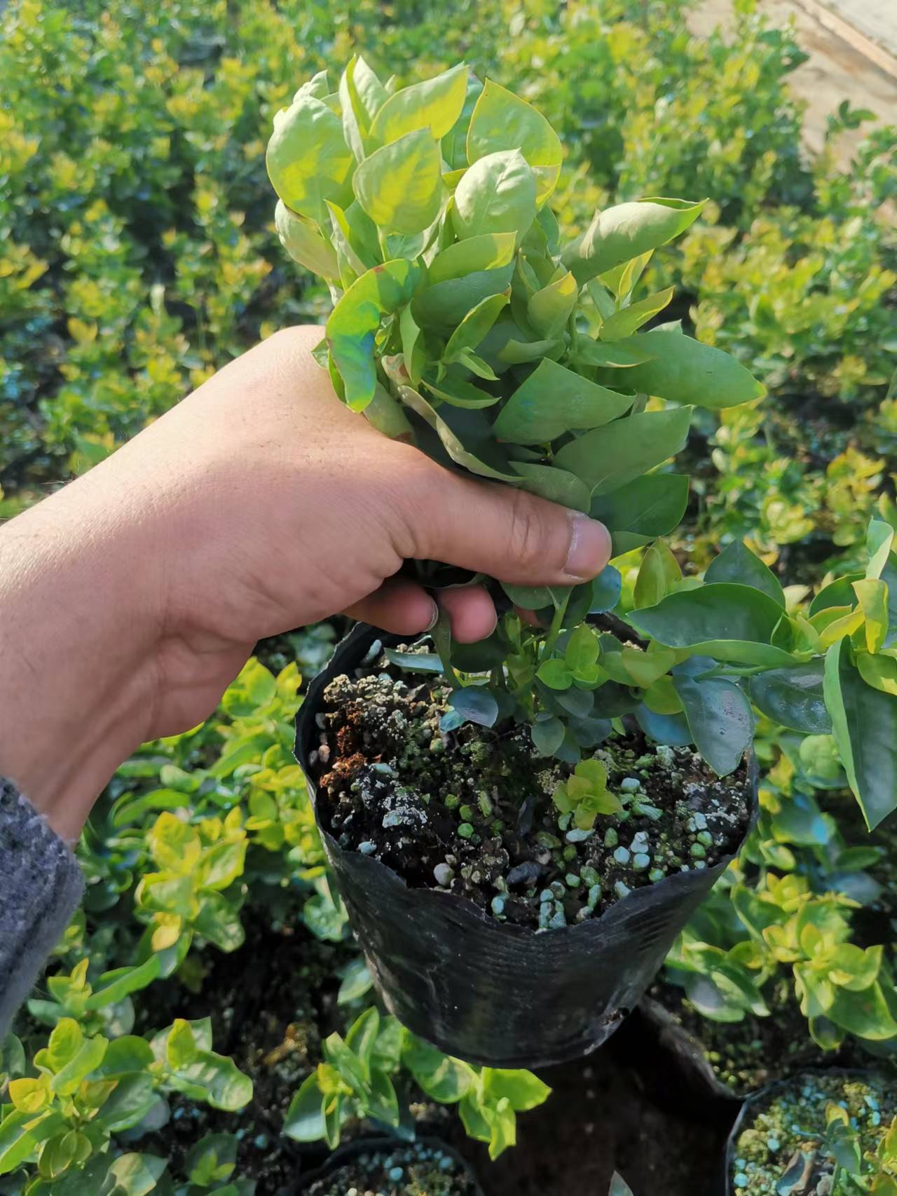 优瑞卡蓝莓苗适合种植吗