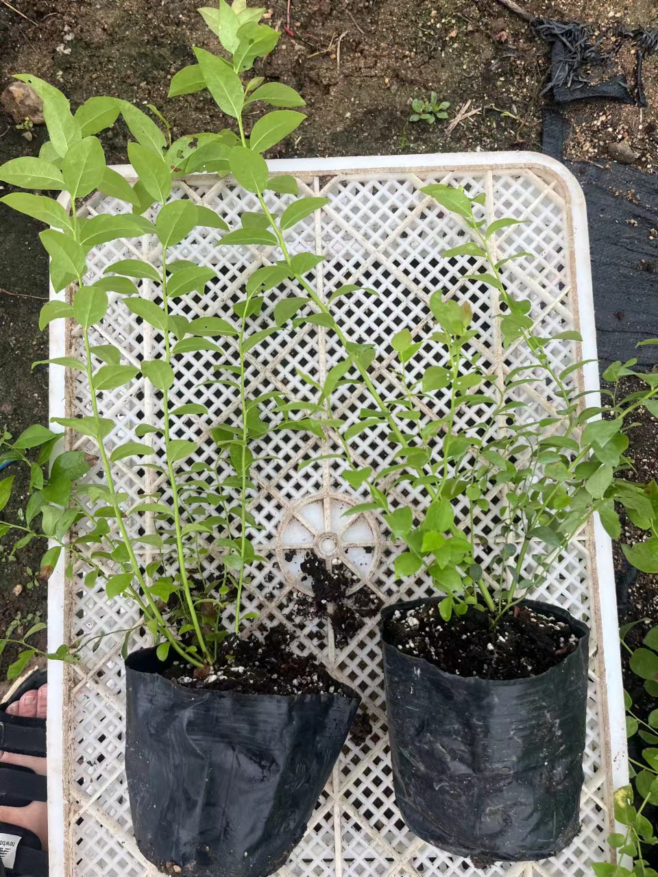 绿宝石蓝莓苗青海种植方法
