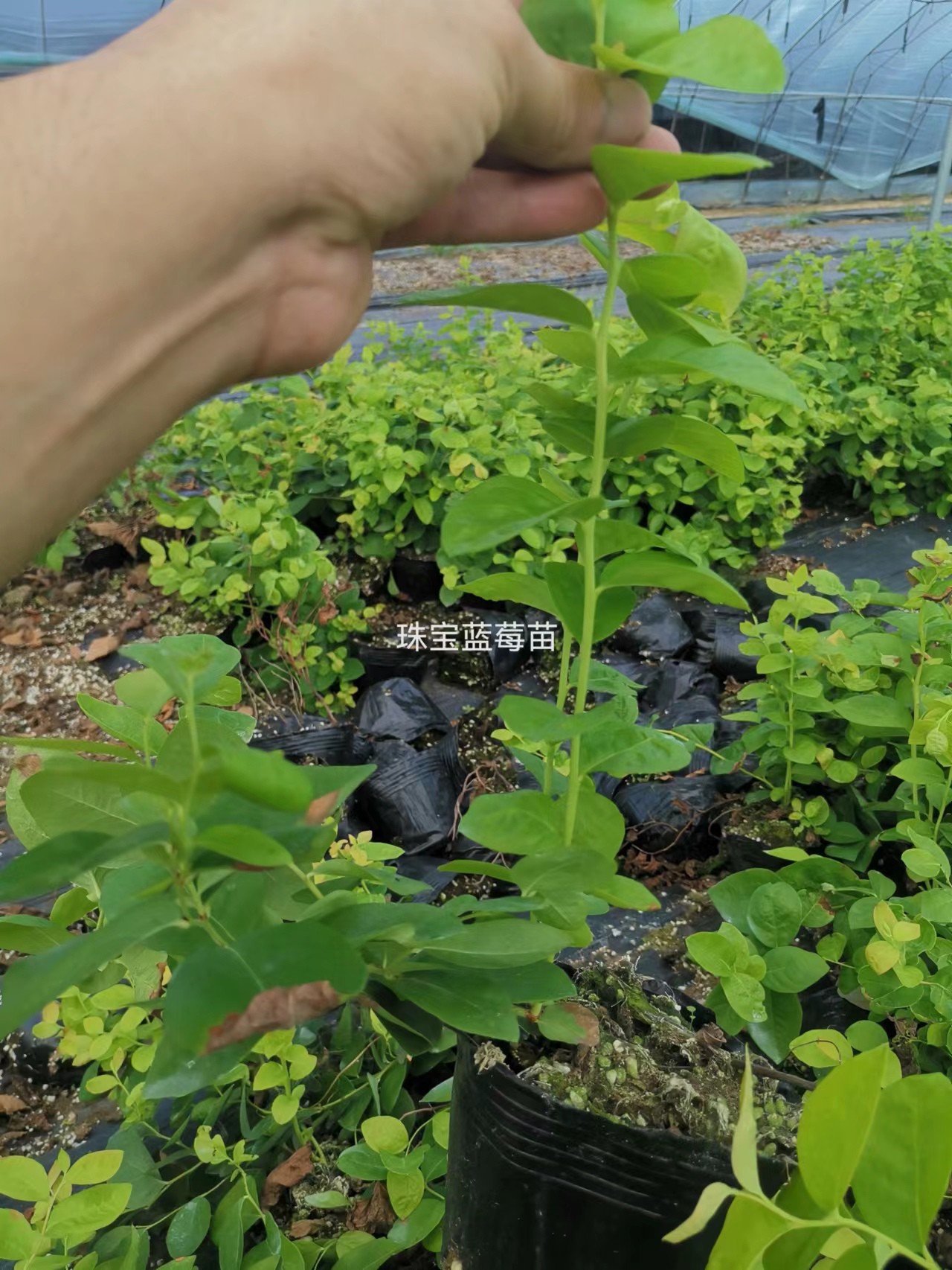 莱克西蓝莓苗江西盆栽介绍