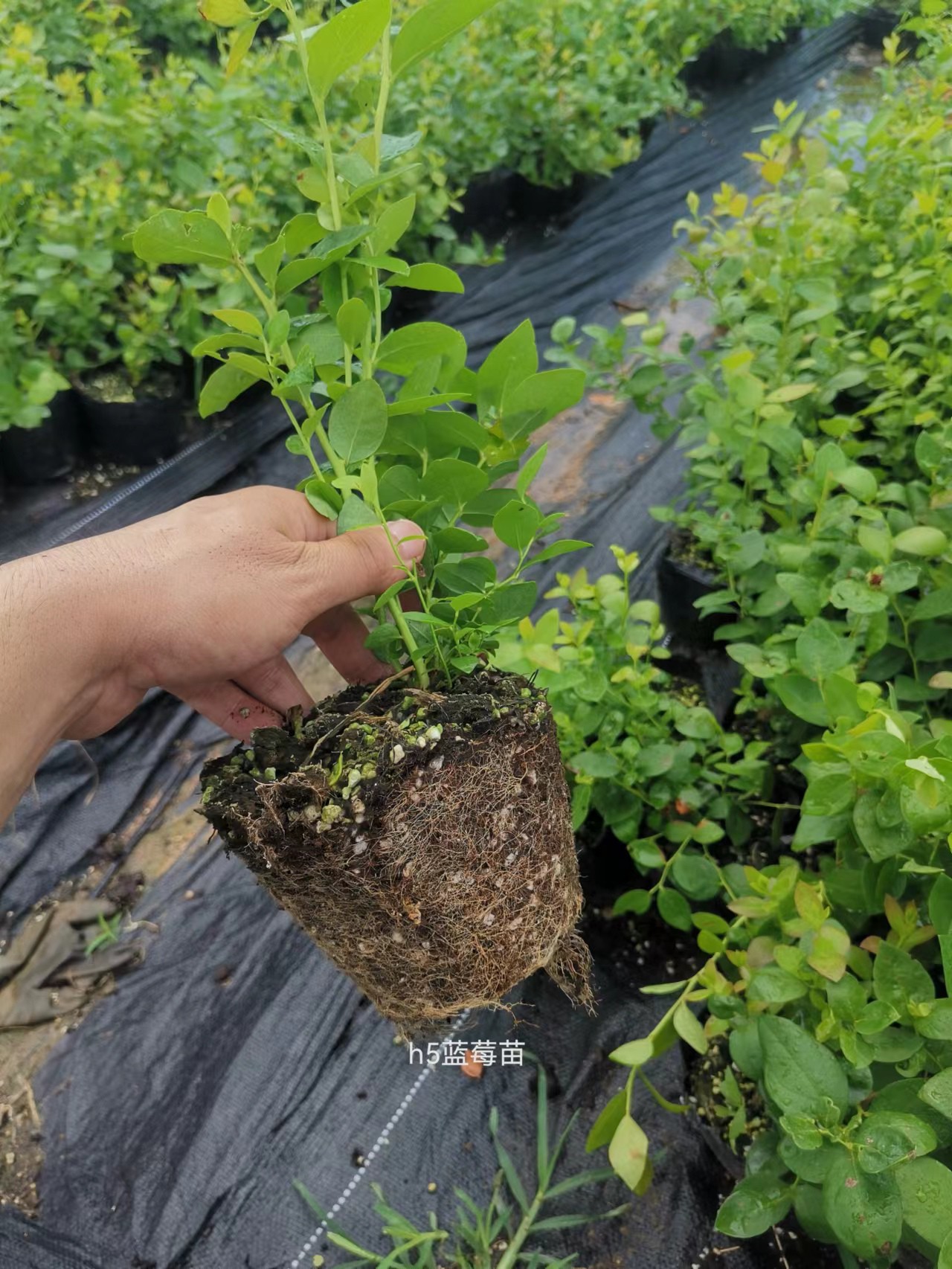 奥尼尔蓝莓苗青海种植方法