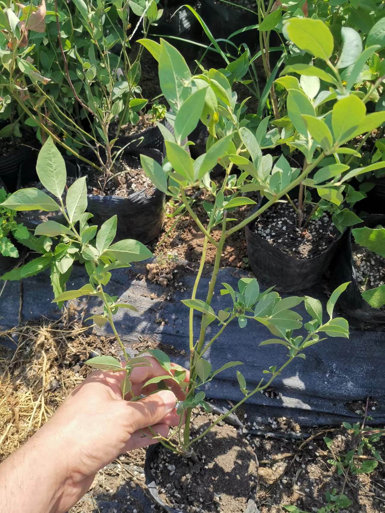 L蓝莓苗天津种植方法