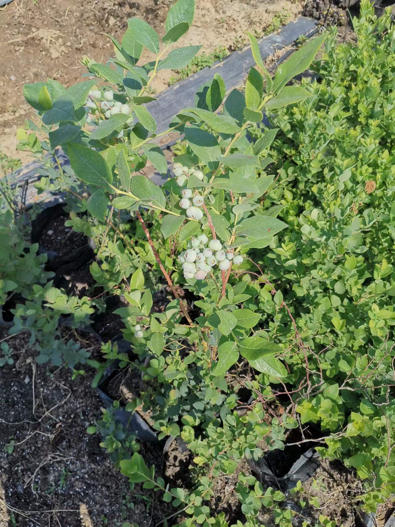 奥尼尔蓝莓苗适合海南种植吗