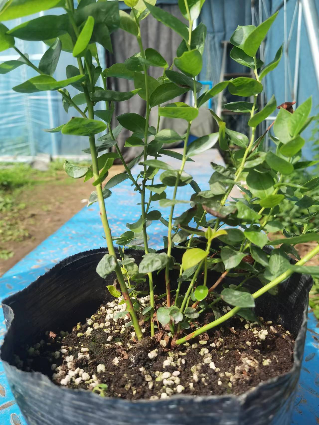 莱克西蓝莓苗适合盆栽还是地栽