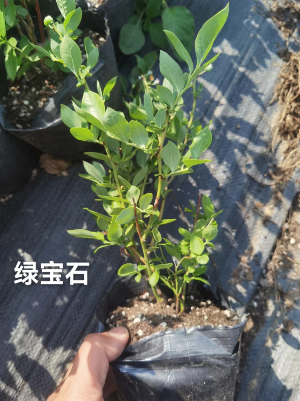 莱宝蓝莓苗北京适合盆栽还是地栽
