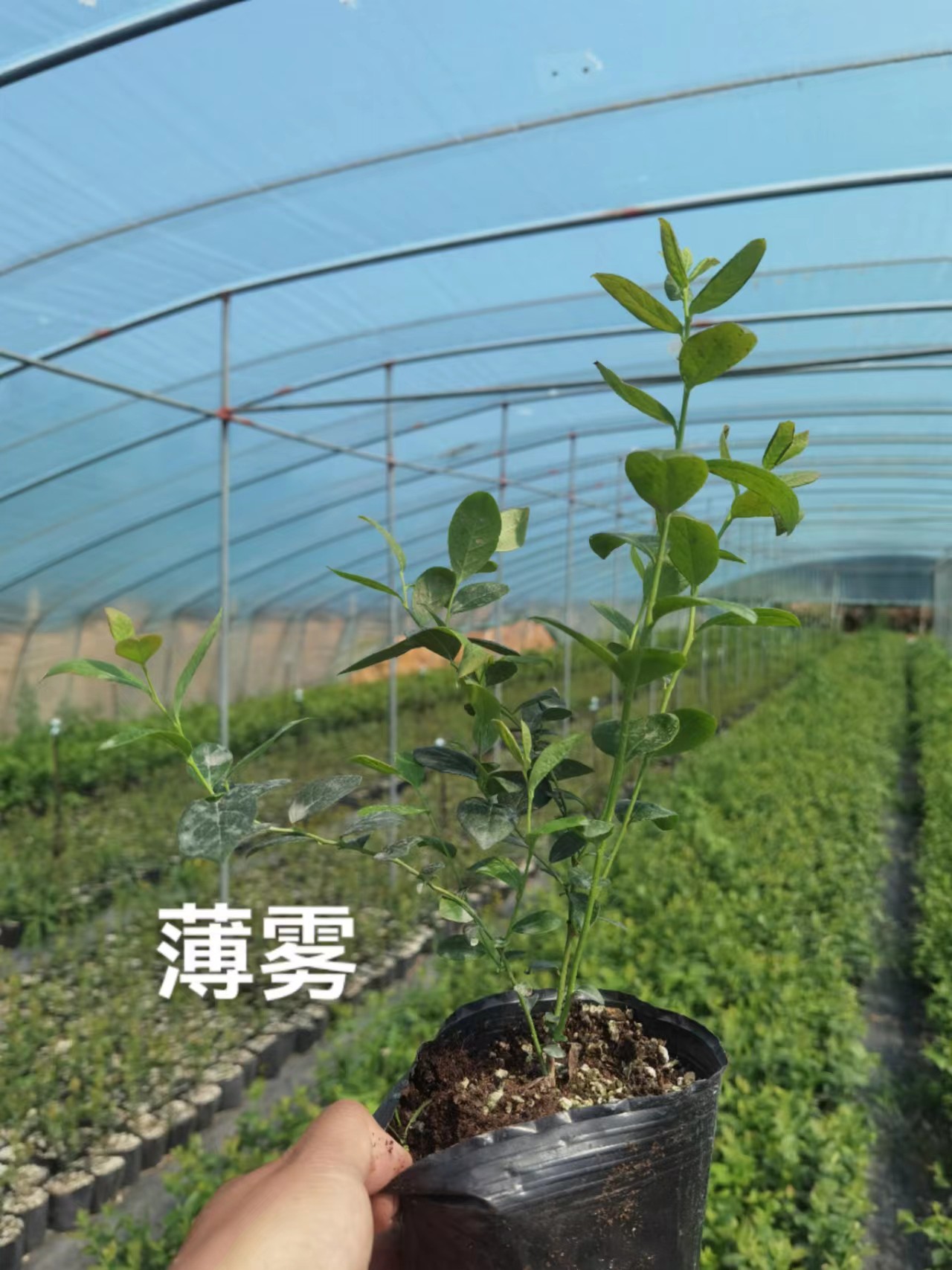 莱宝蓝莓苗北京适合盆栽还是地栽