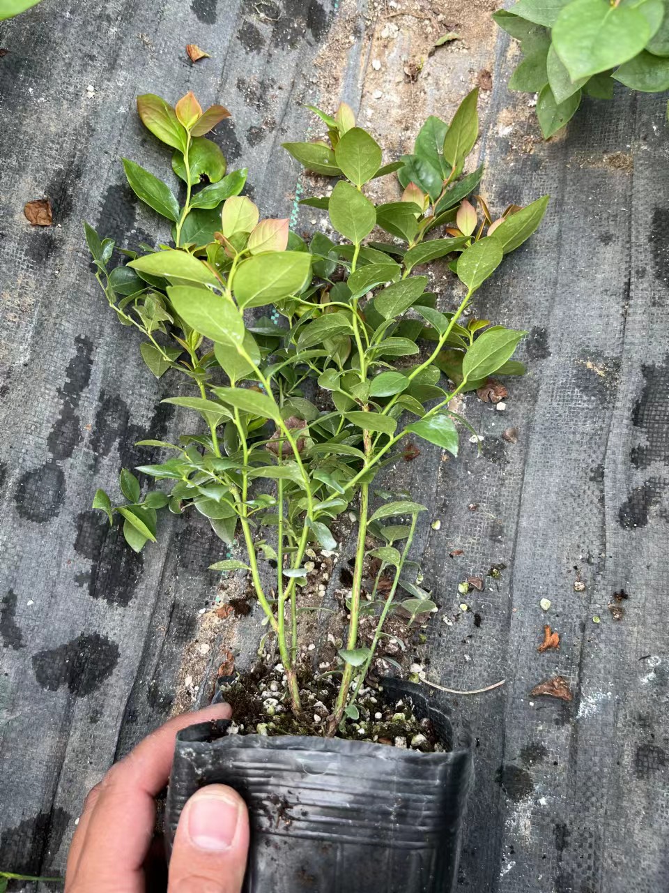 莱克西蓝莓苗天津种植方法