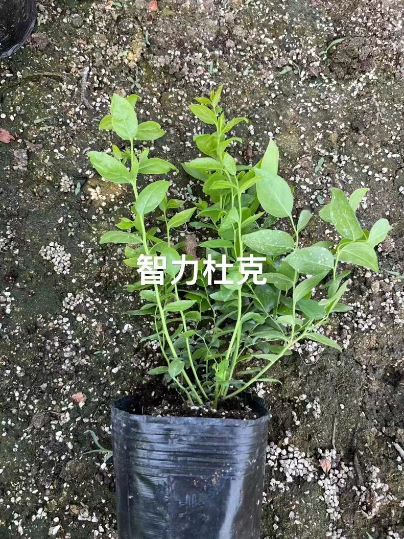 25蓝莓苗安徽盆栽介绍