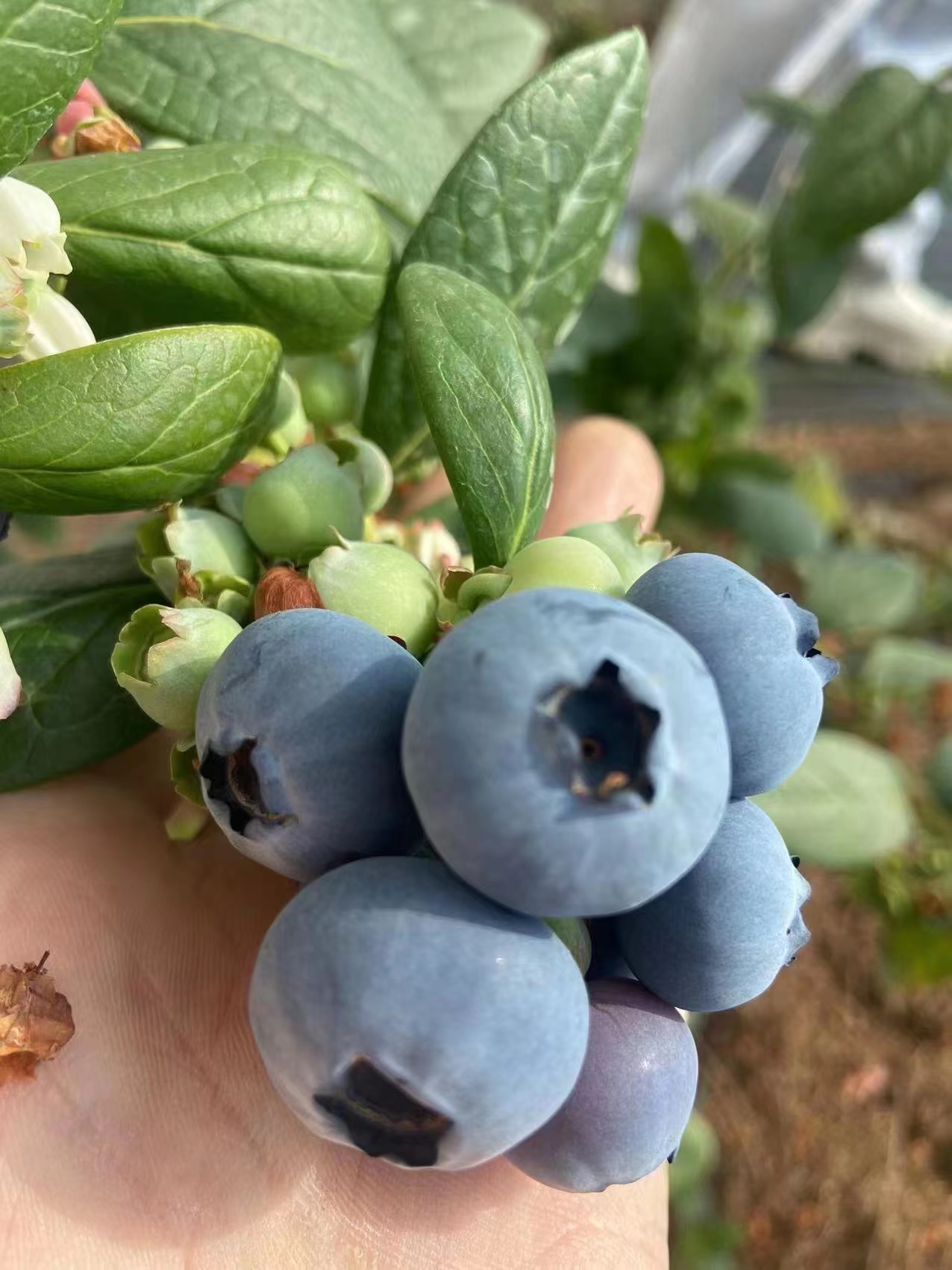 莱克西蓝莓苗上海适合盆栽还是地栽