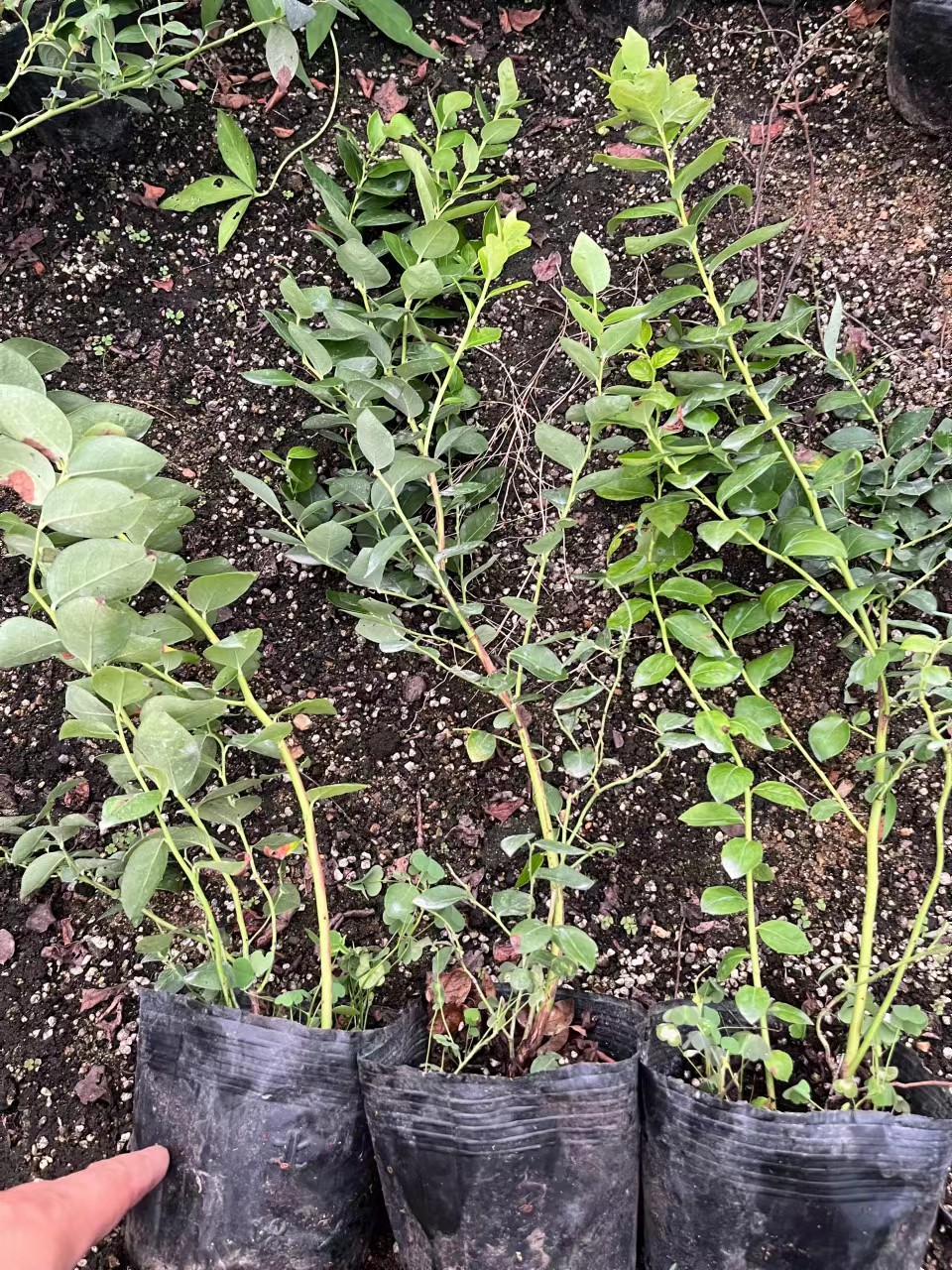 奥尼尔蓝莓苗山西种植方法
