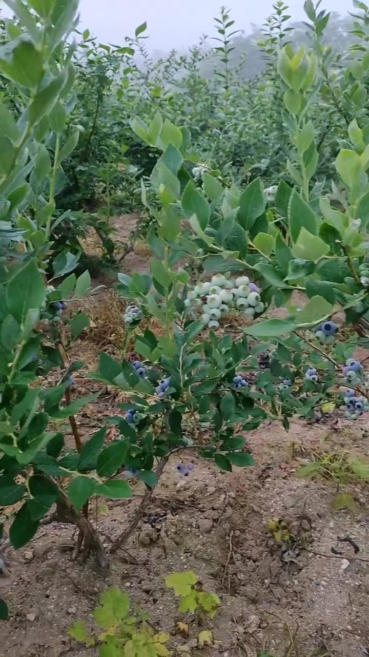 奥尼尔蓝莓苗海南盆栽介绍