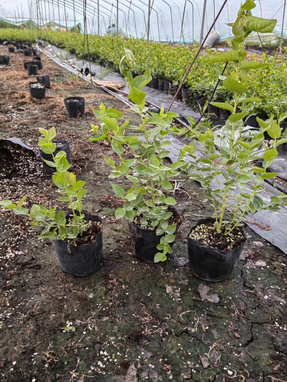 莱宝蓝莓苗重庆种植方法