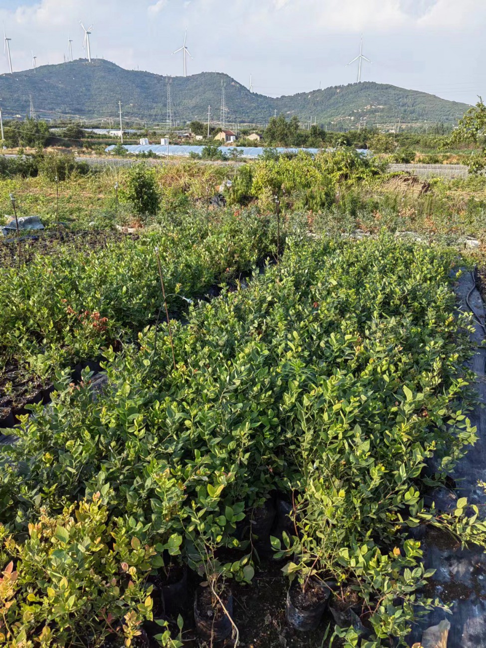 25蓝莓苗适合贵州种植吗