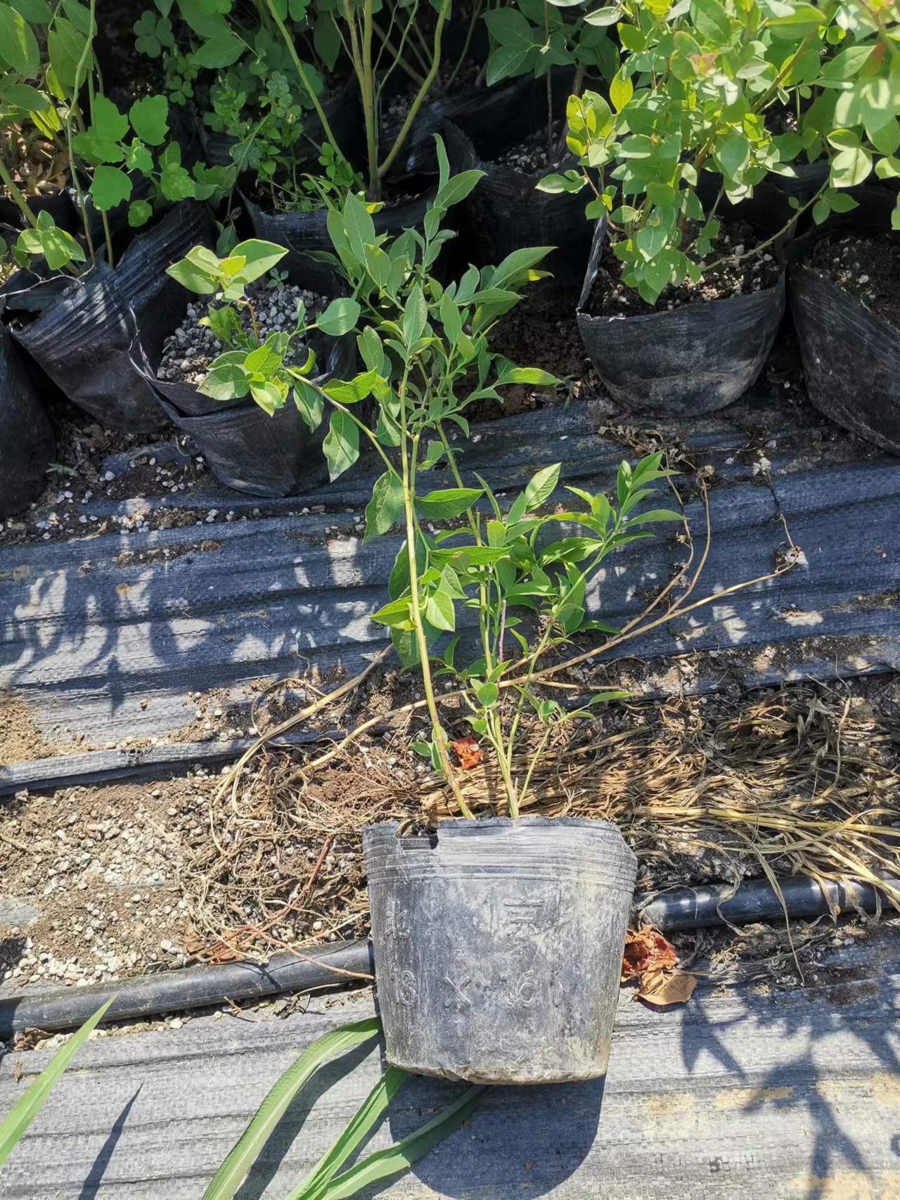 优瑞卡蓝莓苗种植方法