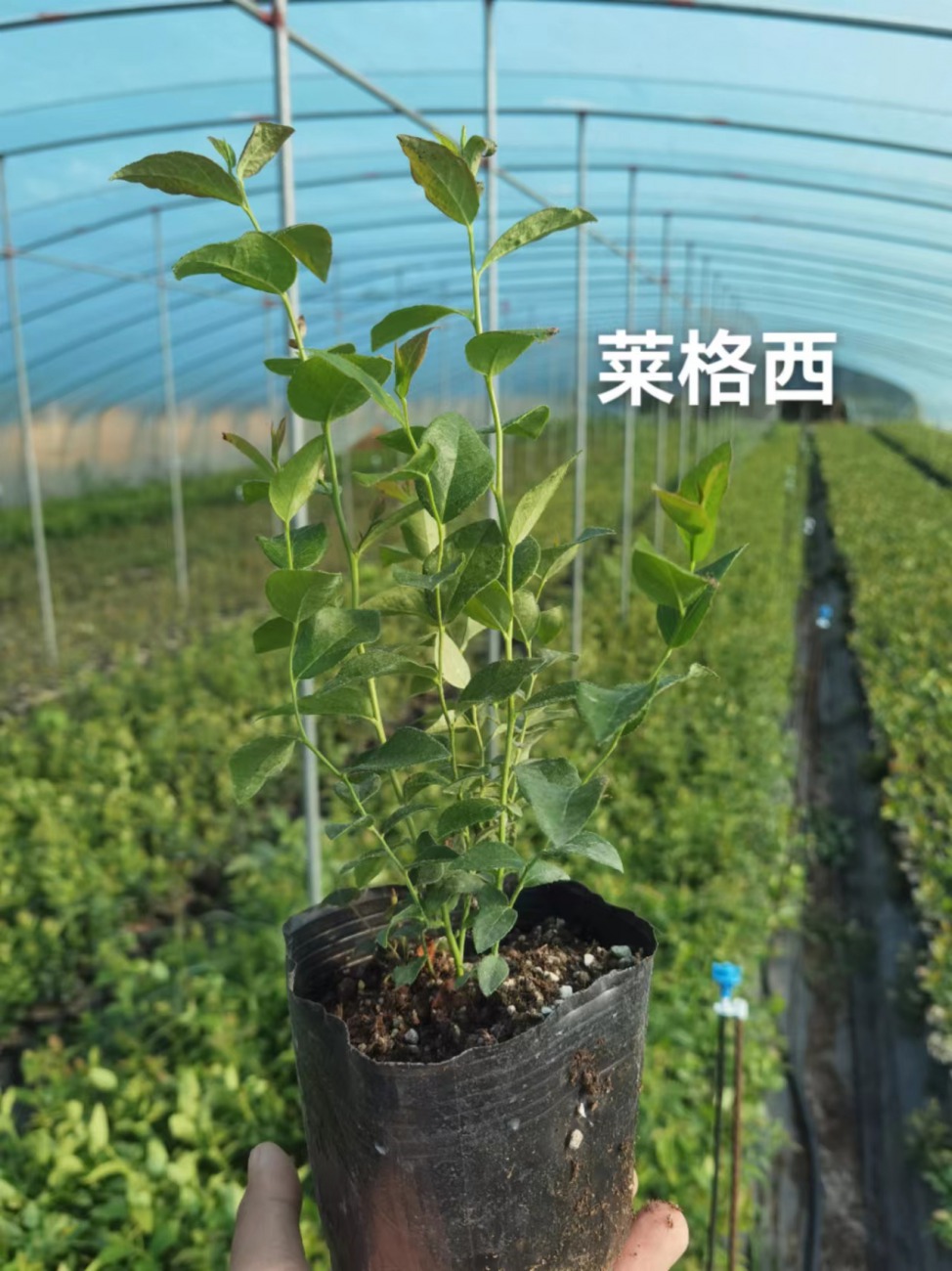 L蓝莓苗适合浙江种植吗