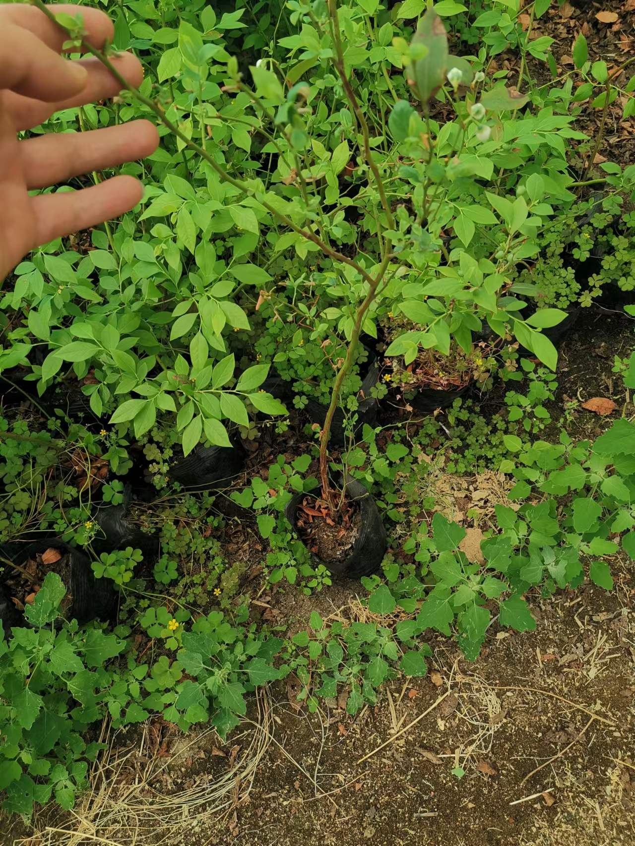 莱宝蓝莓苗重庆种植方法