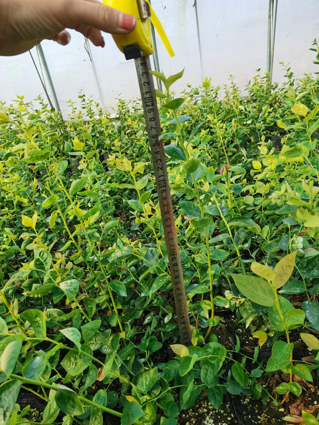 绿宝石蓝莓苗|绿宝石蓝莓苗适合盆栽还是地栽