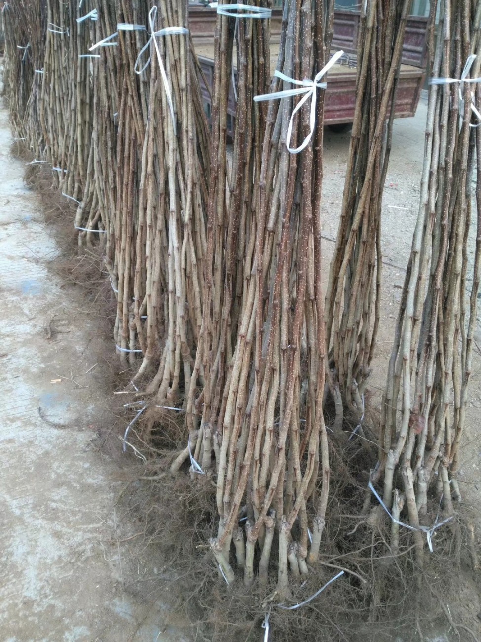 板栗树一年苗栽植技术