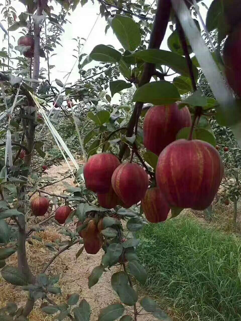 短枝红富士苹果树一年苗介绍