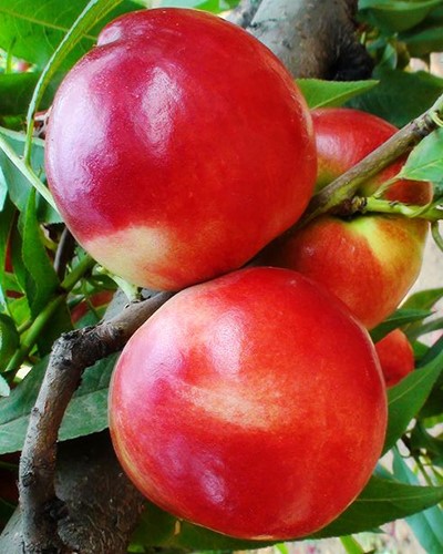 短枝红富士苹果树成品苗销售厂家