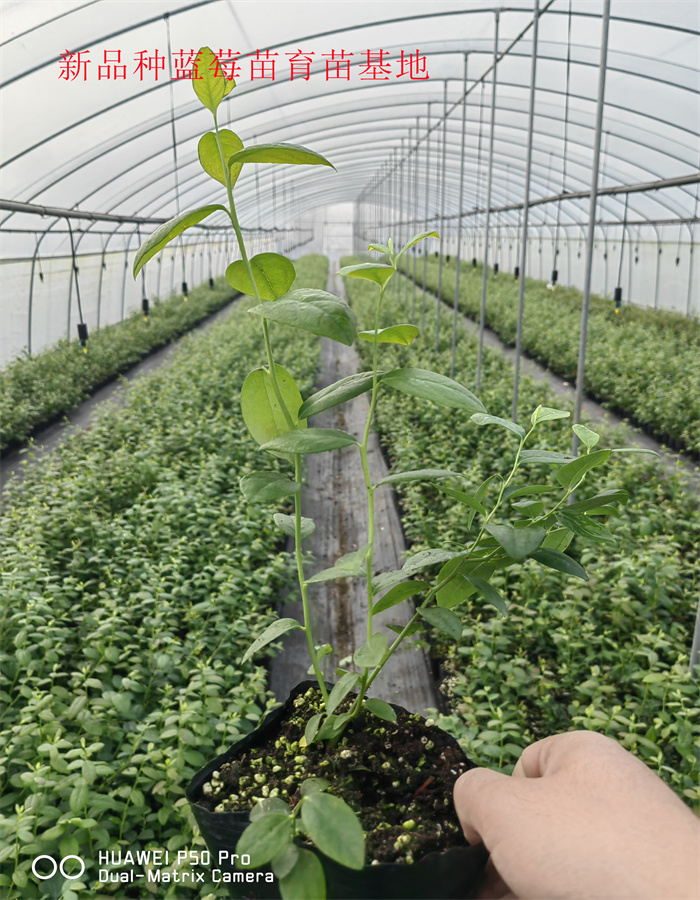 黑龙江鹤岗新品种蓝莓苗亩栽种多少棵