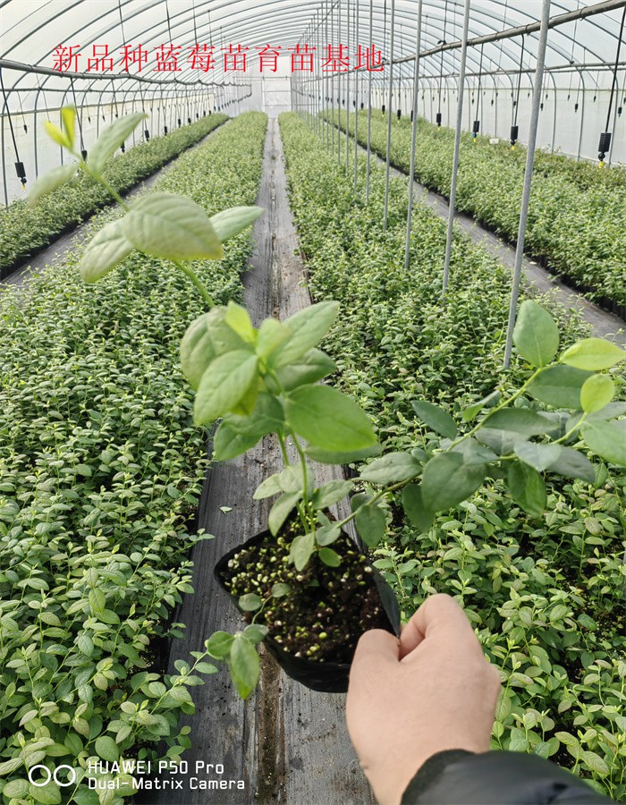 2-3年早熟蓝莓苗—新品种蓝莓苗适合哪里种植