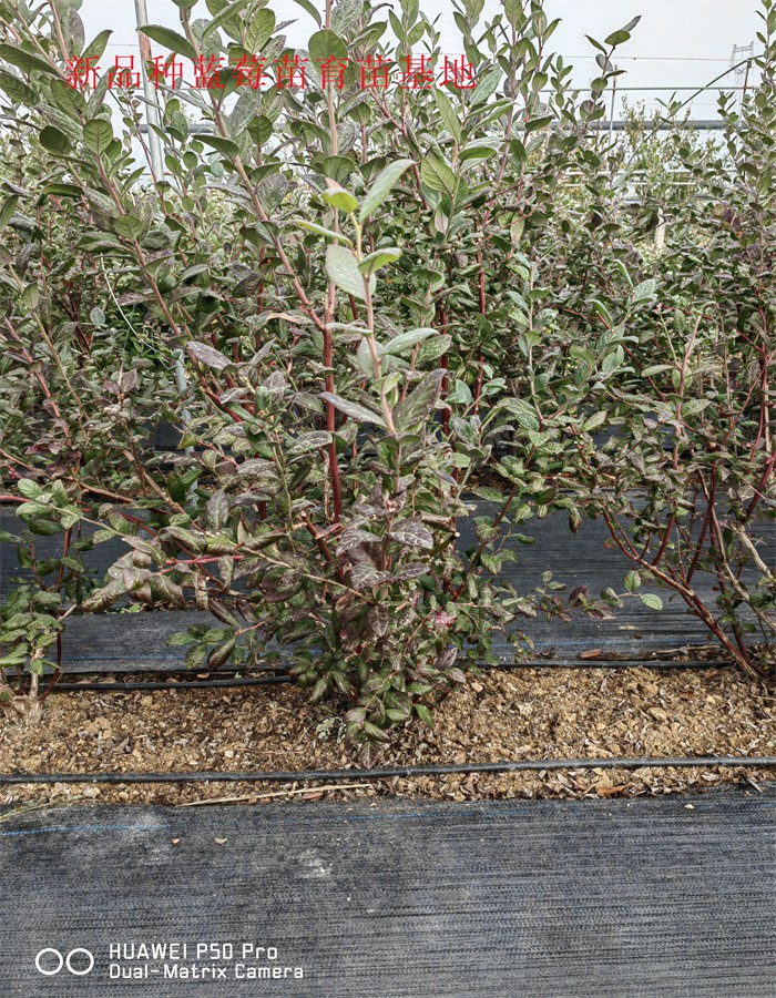 2-3年明星蓝莓苗亩栽种多少棵