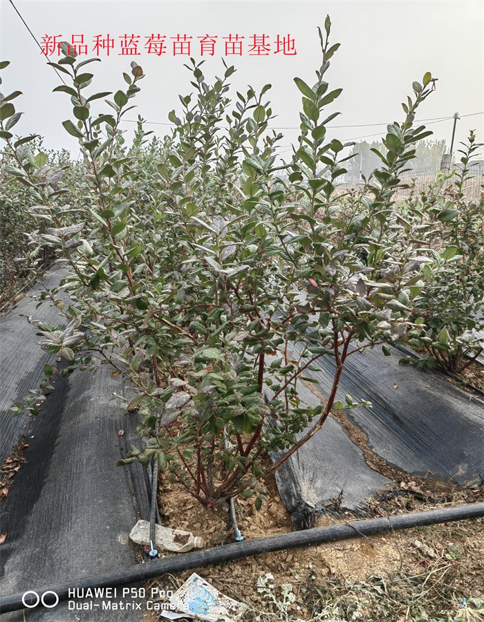 2-3年挂果蓝莓苗栽培技术