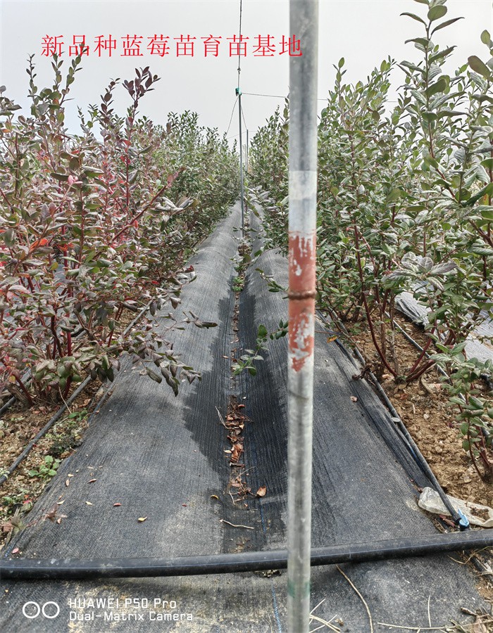 四川乐山蓝莓苗栽培技术