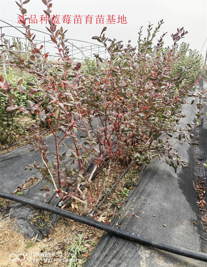 2-3年露天蓝莓苗—新品种蓝莓苗种植要求